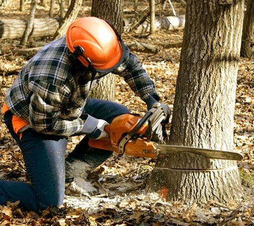Tree Removal in Chester, OK